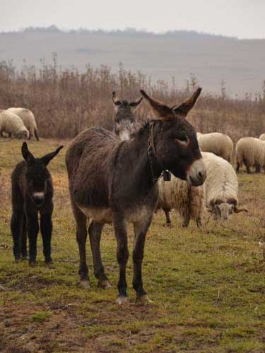 Foto Familie de magarusi (c) Petru Goja